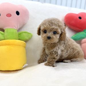 [10만원] 2개월 말티푸 왕자님 가족을 찾아요 ❤ 