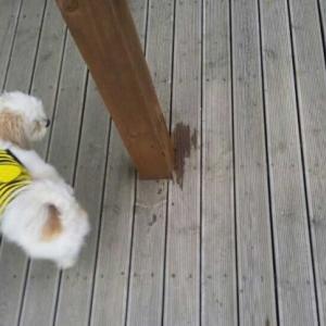 [경기] [[성남 수진동]] 시츄+말티즈 믹스견!!!