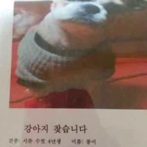 [서울 은평 응암] 5/14 정오쯤 수컷 시추 분실했습니다. ㅠ