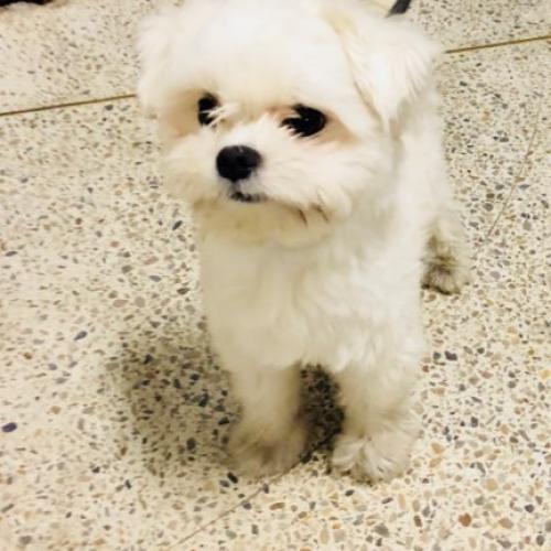 말티즈 주인찾아요(노원구)