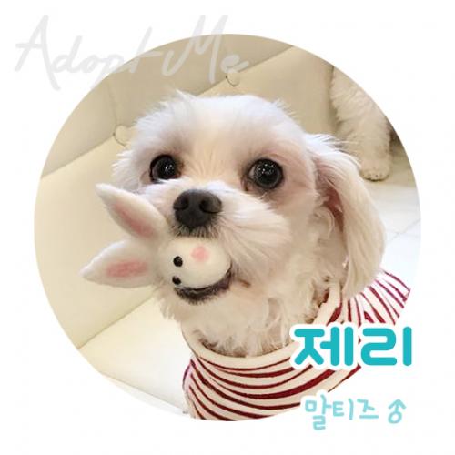 [서울/유기견] 신비한 눈을 가진 말티즈 제리의 가족이 되어주세요~