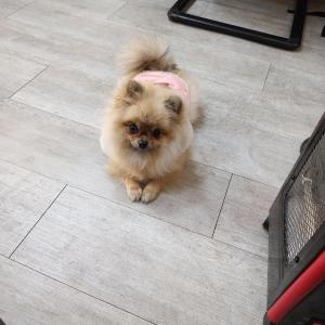 강아지 찾아요.