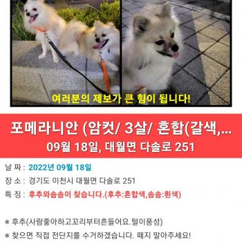 후추와 솜솜이를 찾습니다