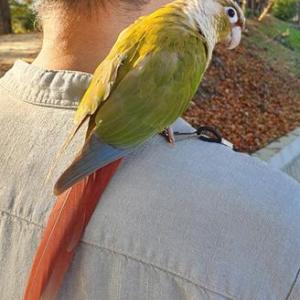 앵무새를 잃어버렸습니다