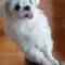 말티즈 (수컷)