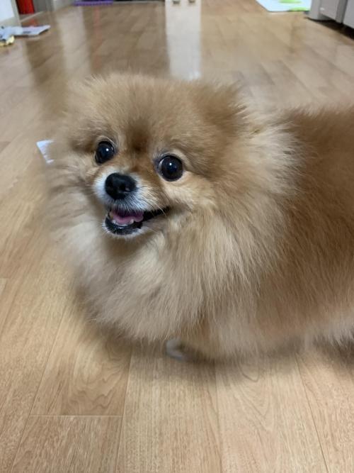 포메리안 무료 분양합니다