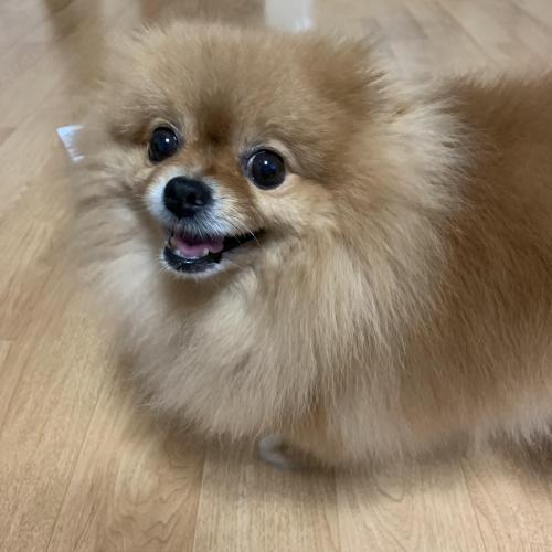 포메리안 무료 분양합니다