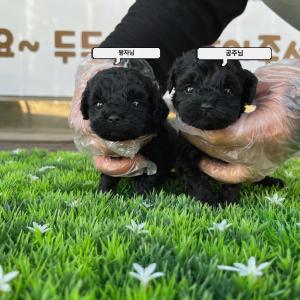 2갱월령 블랙토이푸들 분양보냅니당