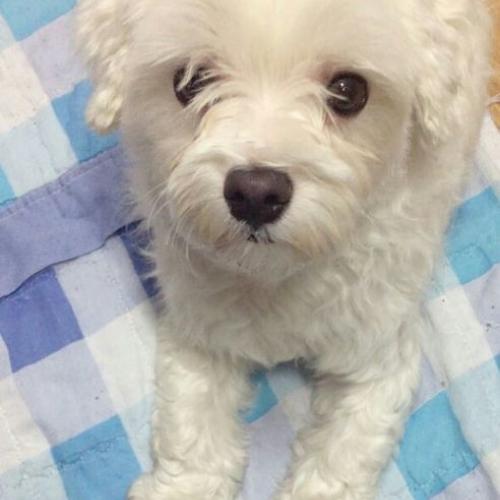 2월18일 면목동 치매지원센터 앞에서 발견한 말티즈 중성화된 수컷 보호중입니다.