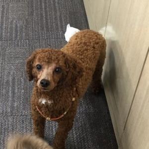 경기 포천 가산면 잃어버린 남자 푸들을 찾습니다