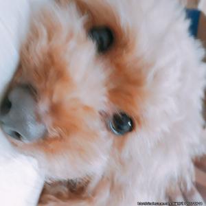 [대전 대덕구]*강아지를 찾습니다(암컷/푸들/5~6세)