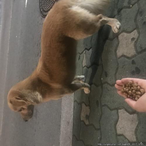영도 강아지 보호중