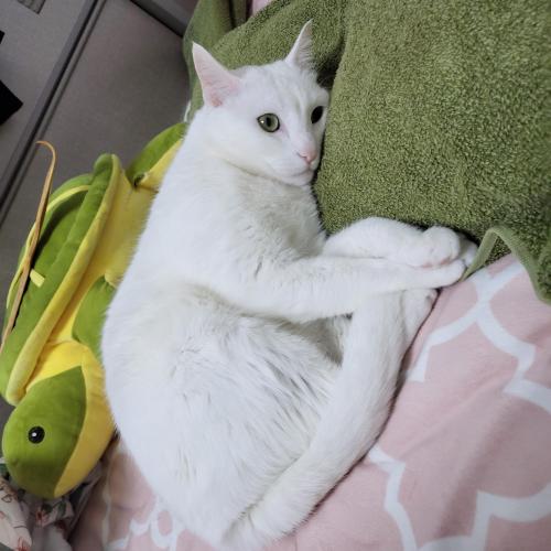 흰고양이  공주를 애타게  찾고있 습니다