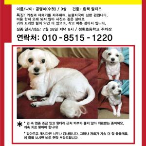[충남 천안시 성환읍]곰탱이를 찾습니다. 말티즈 수컷 9살