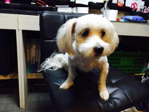 일산동구, 말티즈 믹스(남아) 보호하고있습니다.