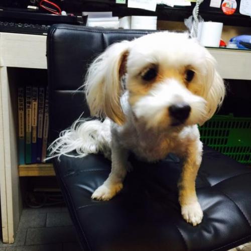 일산동구, 말티즈 믹스(남아) 보호하고있습니다.