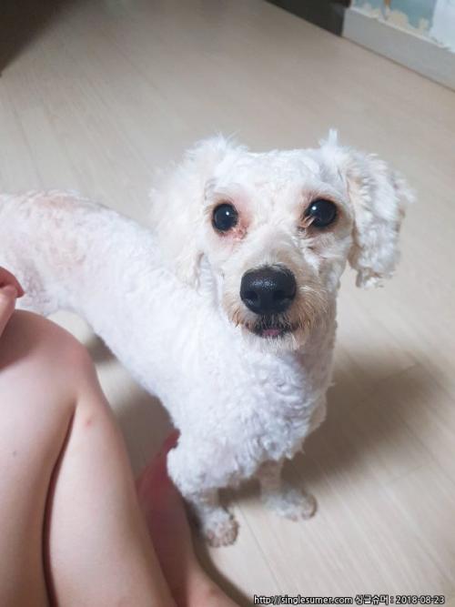 부산 강서구 명지국제신도시에서 흰색강아지 보호중입니다.