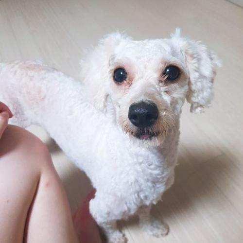 부산 강서구 명지국제신도시에서 흰색강아지 보호중입니다.