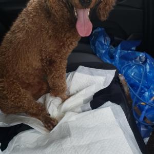 강아지를 찾습니다