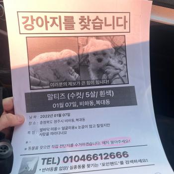 강아지를 찾습니다 말티즈입니다