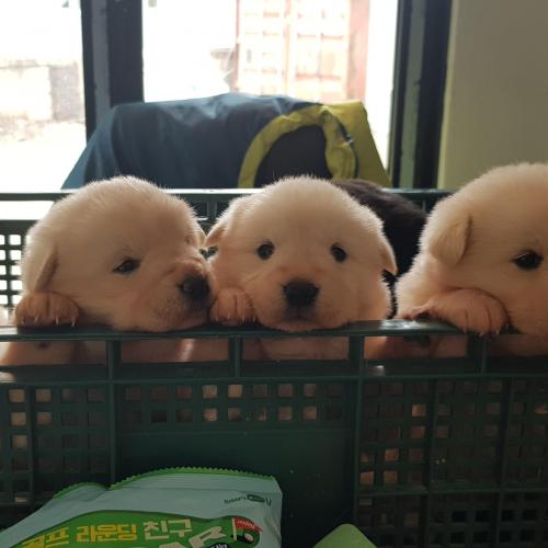 진돗개 1달되었읍니다