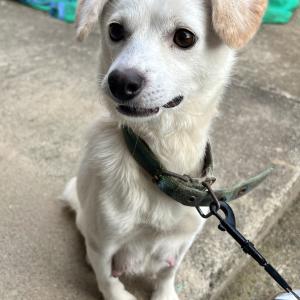 강아지 찾습니다