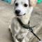 강아지 찾습니다