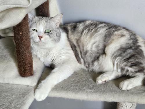 임보중인 고양이 분양 합니다.(잘 키워주실분만 연락주세요)