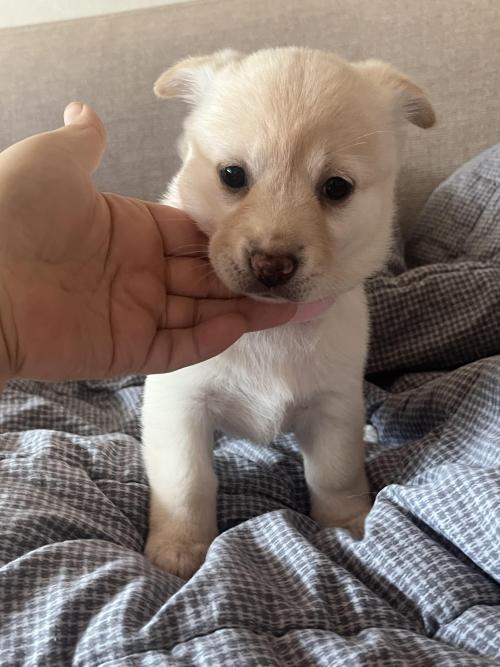 아기강아지 입양보내요