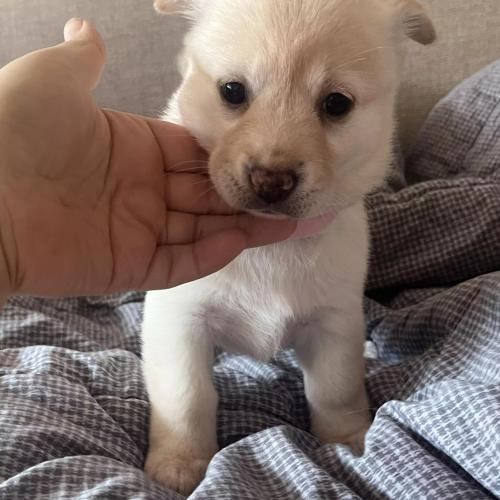 아기강아지 입양보내요