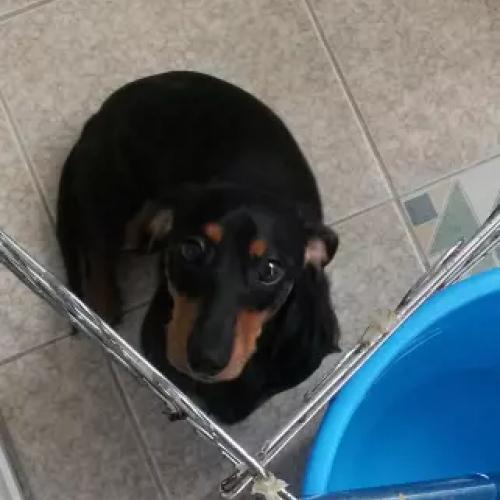 11개월 닥스훈트 무료 분양합니다