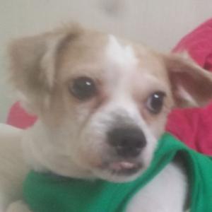 대전 도마동 삼정하이츠 6동부근에서 저희아이를 찾습니다!