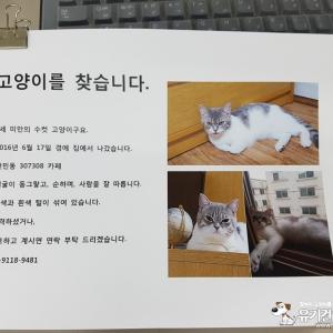 고양이 찾아요ㅜ