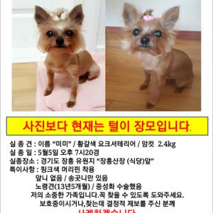 미미를 찾습니다