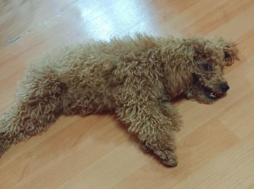 서울 광진구 갈색 푸들견 임보중입니다. 주인을 찾습니다.