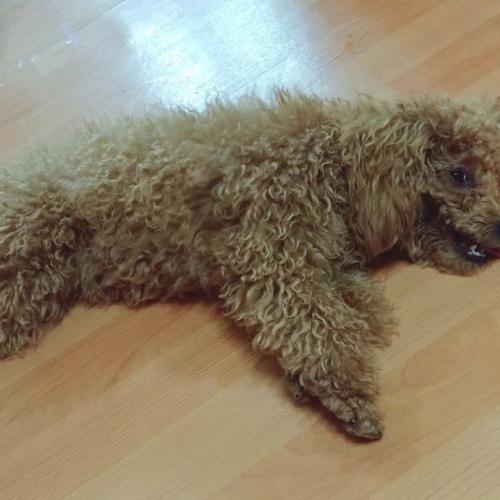 서울 광진구 갈색 푸들견 임보중입니다. 주인을 찾습니다.