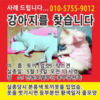 (안동) 강아지를 애타게 찾습니다