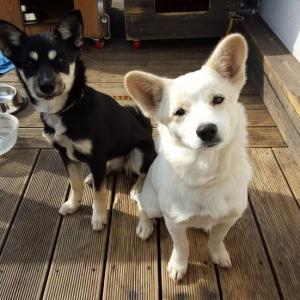 강아지들을 찾습니다.