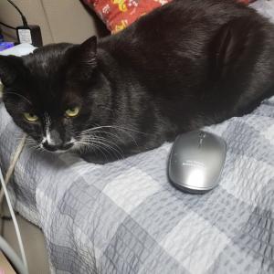 제 자식같은 냥이를 찾아주세요!!!