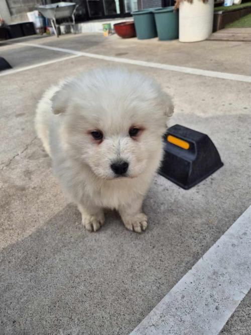 마당에서자란 2개월 순종 사모예드 키우실분