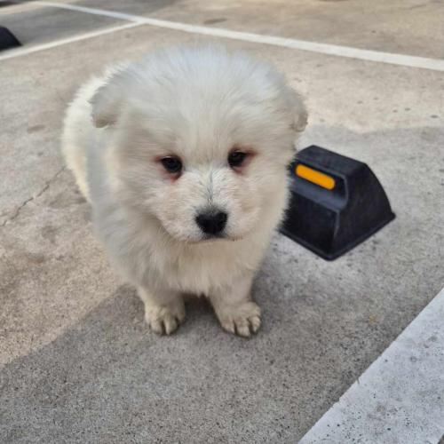 마당에서자란 2개월 순종 사모예드 키우실분