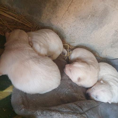 2023.1월1일 시골밭에서 귀엽고태어난통통한 진돗개 3마리보냅니다 문자주심 동영상보내드려요 사람잘따릅니다 암1수2