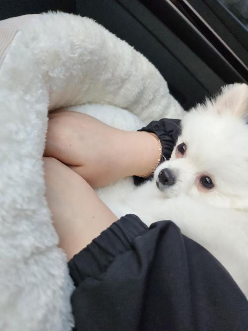 9개월된 미니포메분양합니다