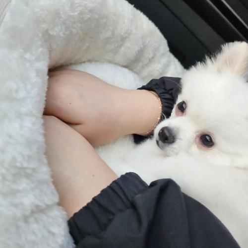 9개월된 미니포메분양합니다