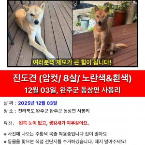 왼쪽 눈 없는 진돗개 누렁이 찾아요