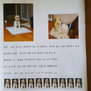 충남/천안/청당동 강아지찾아요