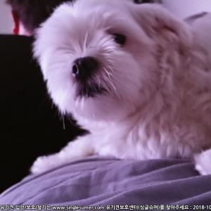 부산 사상구 주례동에서 잃어버린 강아지찾습니다