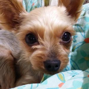 (유기견.강아지 찾아요)요크셔테리어 4살여아 도도를 찾습니다