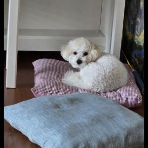 제발 강아지찾아요