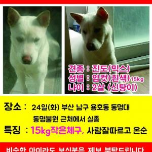 신탕이를 찾습니다